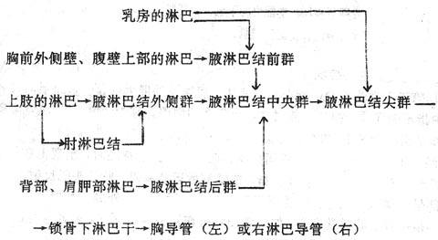 淋巴回流示意图图片