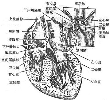 房间隔和室间隔