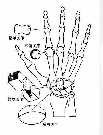 人体最小的关节图片