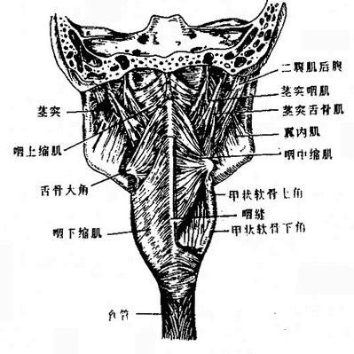 咽肌后面观