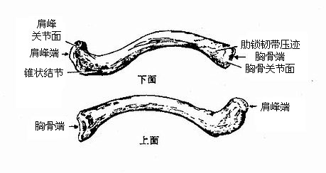 锁骨解剖图 手绘图片