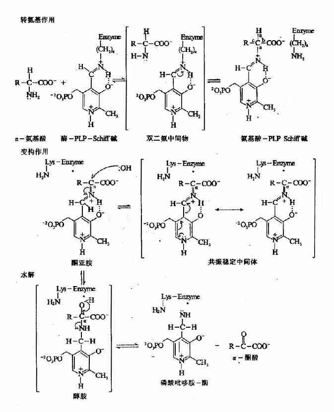 PLP 依赖的酶促转氨基反应机理