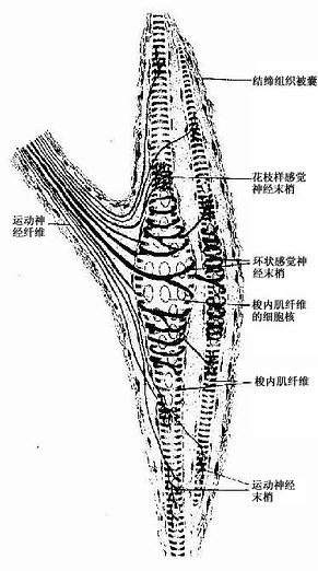 肌梭结构图片