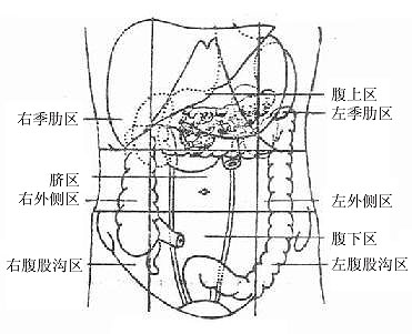 腹部分区图图片
