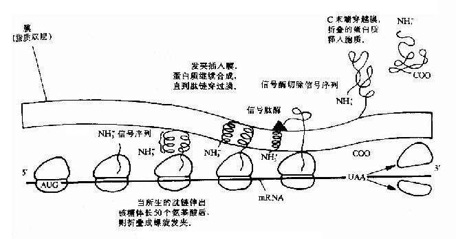 蛋白质合成后的分泌过程