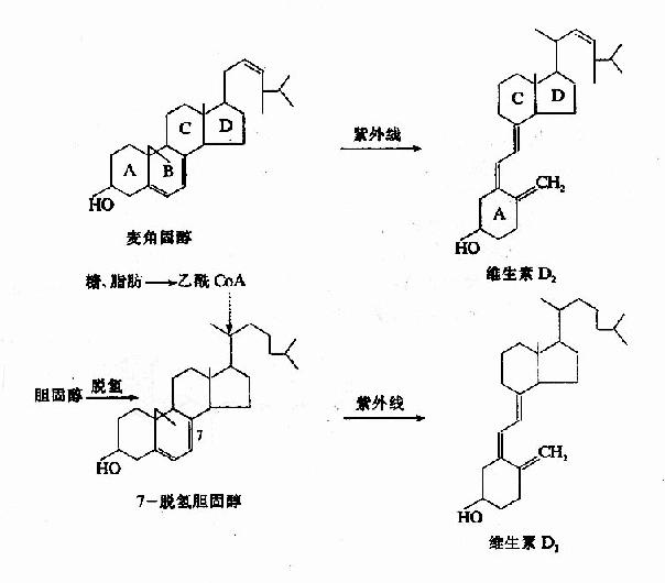 维生素D2和D3的生成