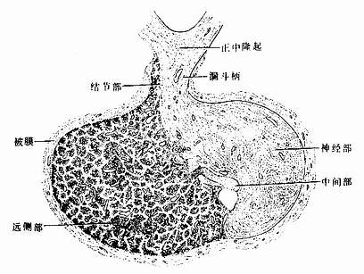 腺垂体远侧部细胞图片