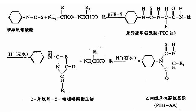 蛋白质一级结构的测定方法