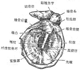 鼓膜形态图片