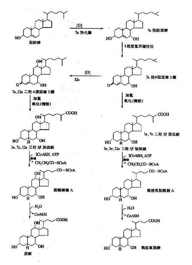 游离型初级胆汁酸的生成