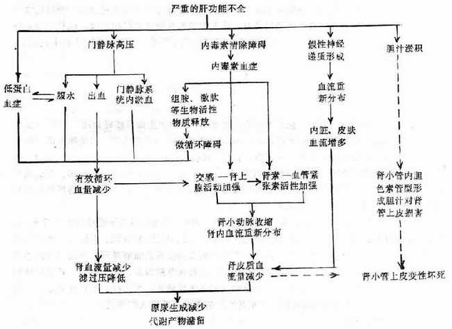 肝性肾功能不全的发生机理