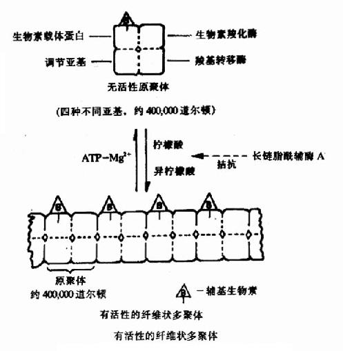 乙酰CoA羧化酶聚合解聚示意图