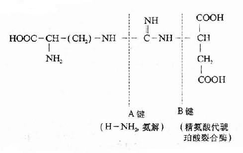 二、尿毒症毒性物质的作用