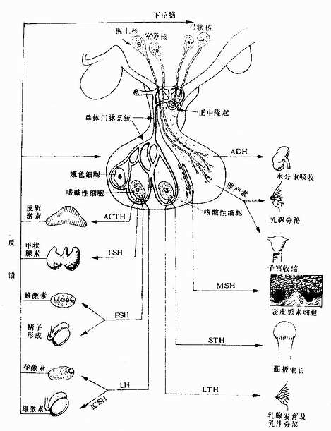  下丘脑与垂体的激素对靶器官作用示意图