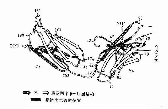 肽链折叠图片