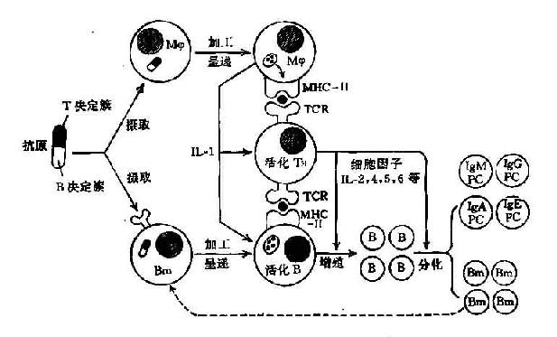 第十一章 免疫應答(一):b細胞介導的體液免疫-河南大學藥理教研室