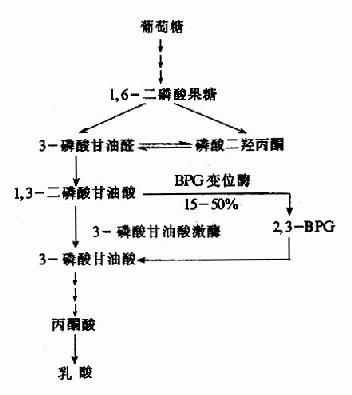 不能進行核酸和蛋白質的生物合成,也不能進行有氧氧化,不能利用脂肪酸