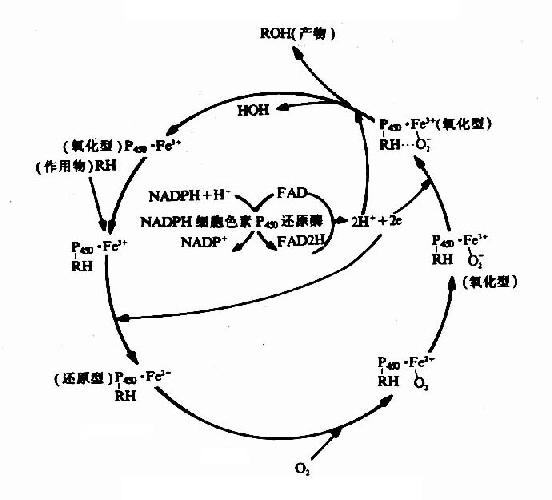 加单氧酶系的反应过程