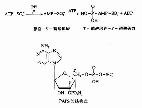 二、含硫氨基酸的代谢