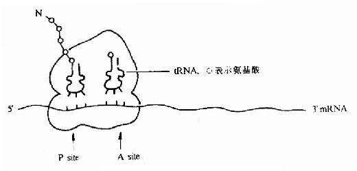 核糖体图片手绘图图片