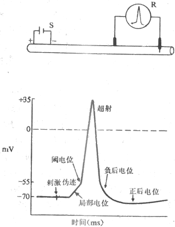 静息电位模式图图片