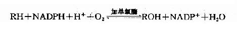 一、生物氧化酶类