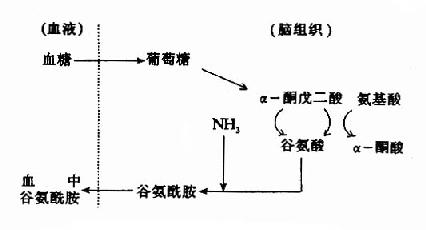 脑中谷氨酸代谢与氨的消除