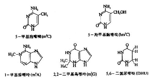 二、化学组成与基本单位