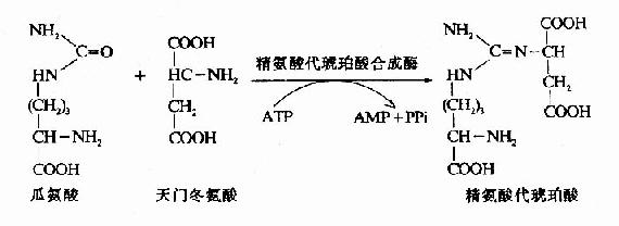 精氨酸结构式图片