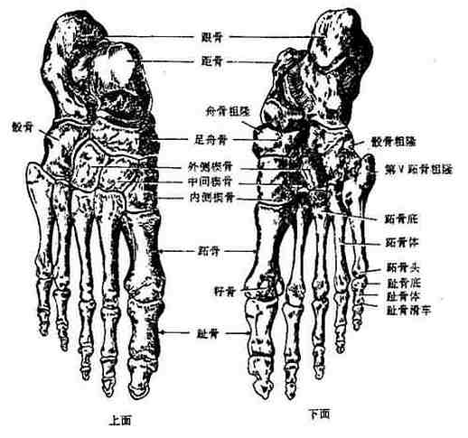 第三章骨及骨连接