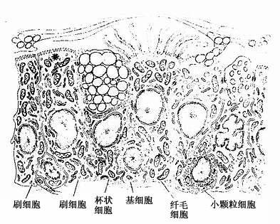 上皮细胞模式图图片