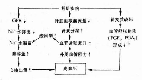 肾性高血压发病机制的示意图