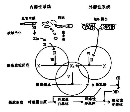 六,纤维蛋白溶解