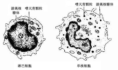 单核细胞结构图图片