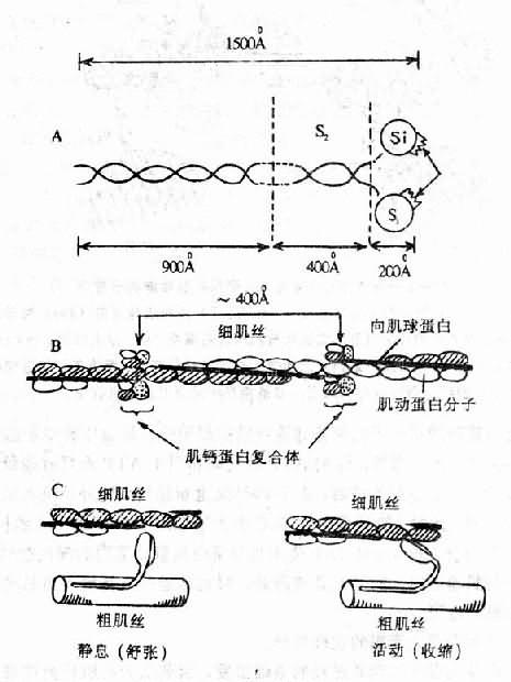 心肌收缩蛋白和调节蛋白