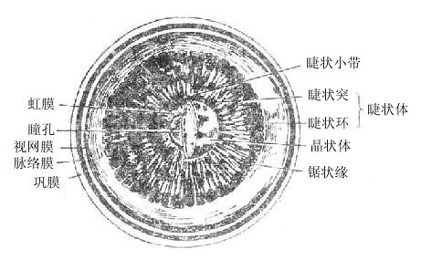 睫状冠图片