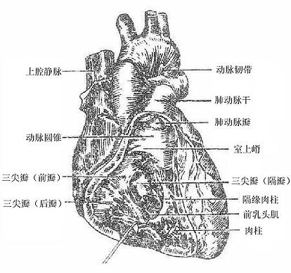 右心室内部结构图片