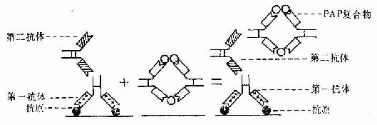  免疫细胞化学PAP法示意图