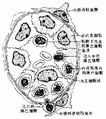 淋巴结副皮质区的毛细血管后微静脉模式图 