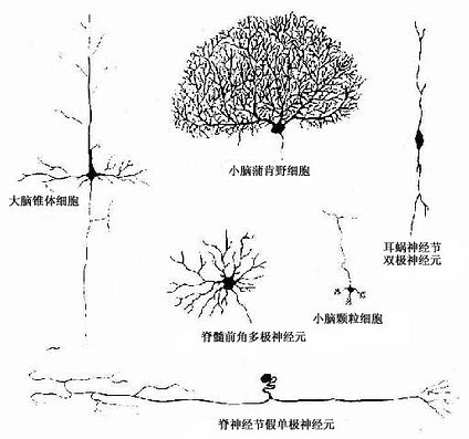 神经元的几种主要形态类型 