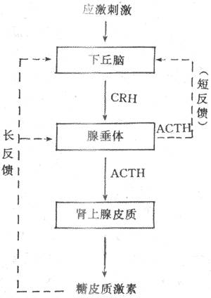 糖皮质激素分泌的调节示意图