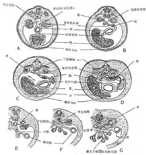 消化道组胚图片