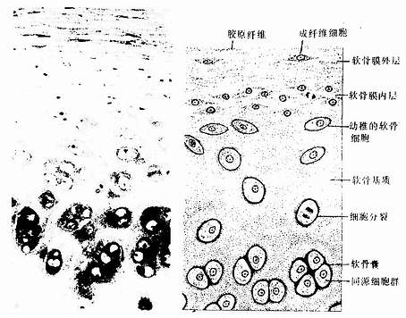  透明软骨