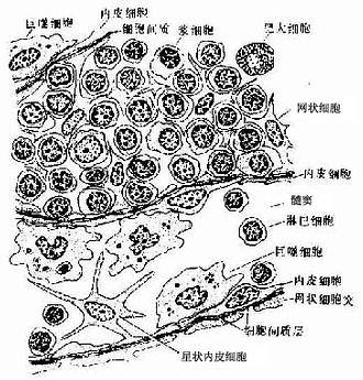 淋巴结髓索及髓窦结构模式图 