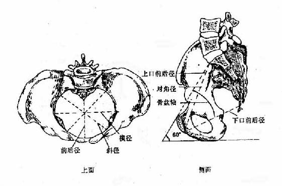 骨盆出入口各径线