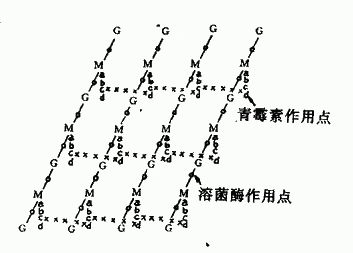 金黄色葡萄球糖细胞壁的肽聚糖结构