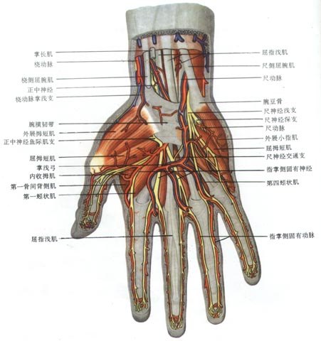 手掌筋骨结构图图片