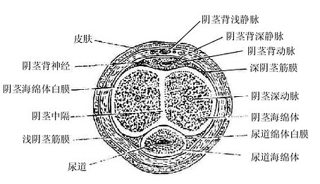 阴茎横断面