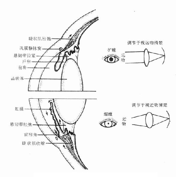 第〇六章 胆碱受体激动药