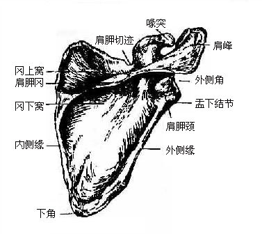 肩胛骨(後面)